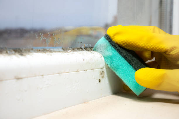 Office Mold Removal Services in Sheldon, IA